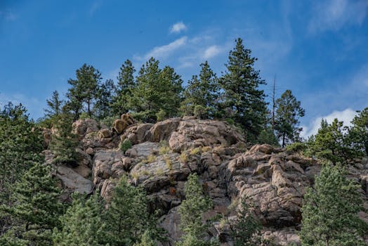 denver dog park mountain view