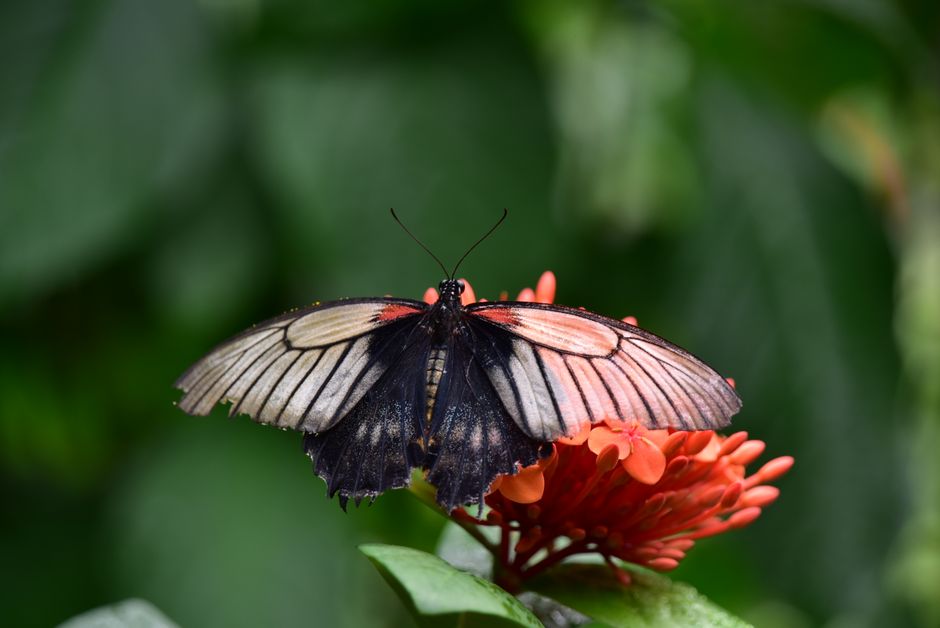 Descoperă floarea de poveste, Victoria cruziana, ce trăiește doar 24 de ore la Grădina Botanică din Cluj!