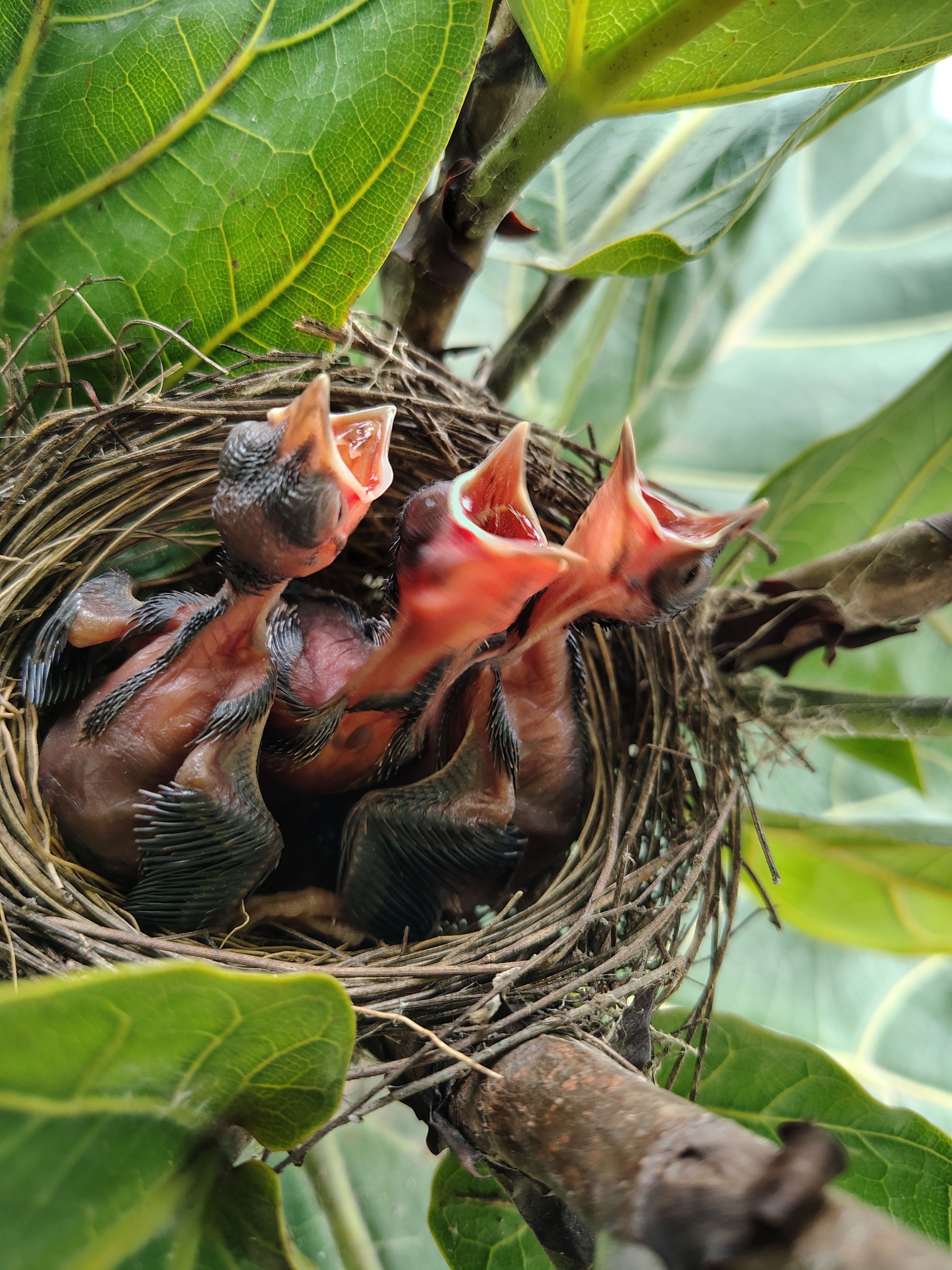 Three Baby Birds in Nest with Open Mouths · Free Stock Photo