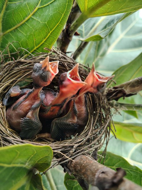 Free Close-up of three baby birds in a nest, eagerly awaiting food. Stock Photo