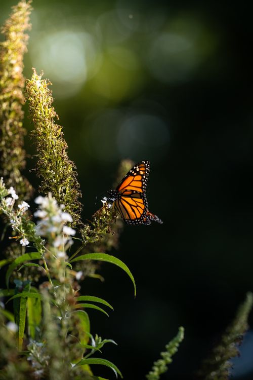 Free A vibrant monarch butterfly rests on wildflowers, surrounded by lush greenery in natural light. Stock Photo