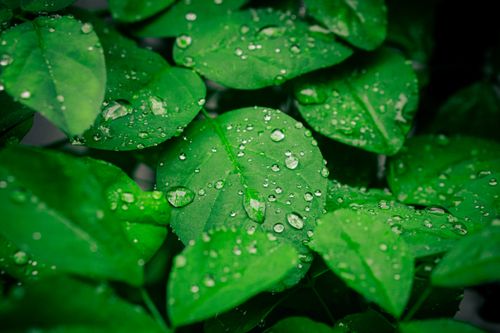 Free Close-up of green leaves with rain droplets, creating a refreshing natural background. Stock Photo