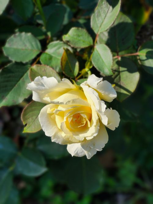 Free A beautiful yellow rose in full bloom, captured with sunlight highlighting its delicate petals. Stock Photo