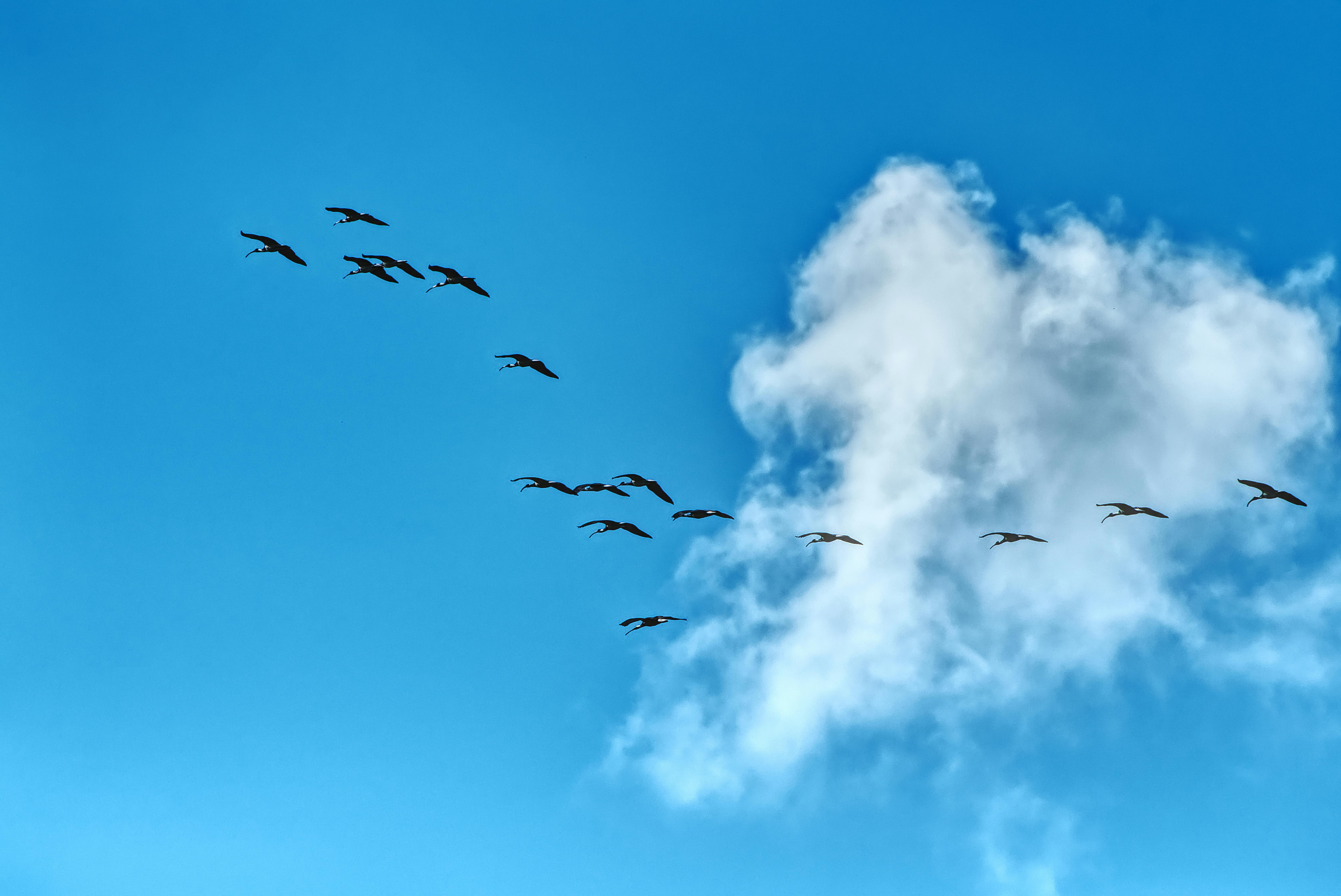 A flock of birds gracefully flies against a bright blue sky with fluffy clouds.