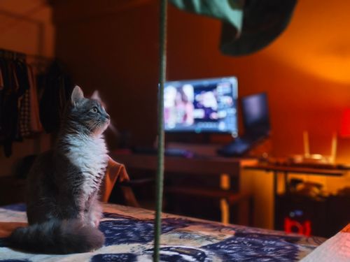 Free Gatica Stock Photo