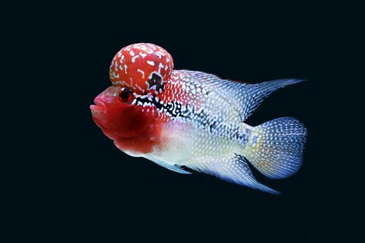 Vividly colored Flowerhorn cichlid swimming against a black aquarium background.