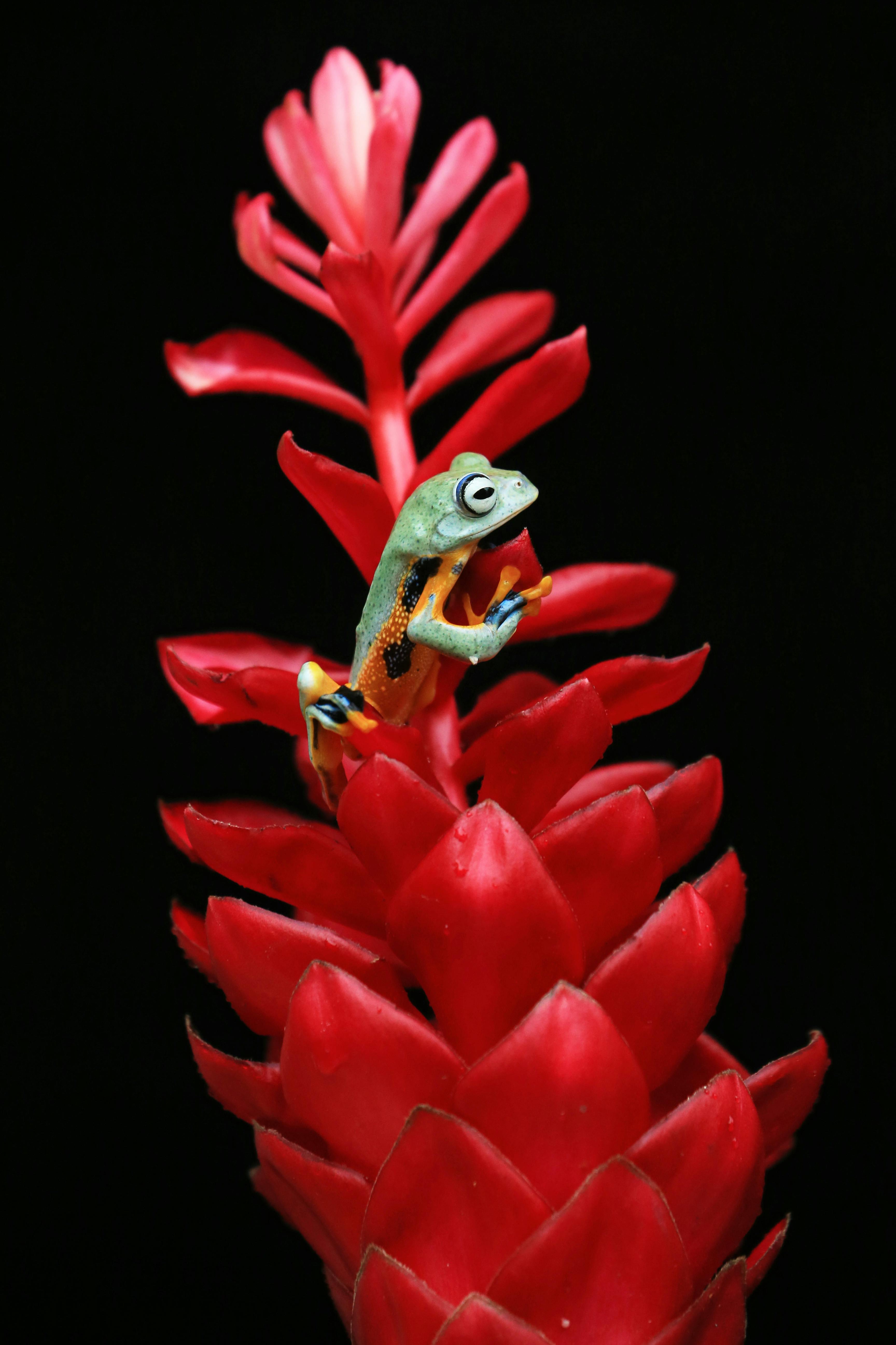 A striking tree frog perched on a vivid red tropical flower against a black background.