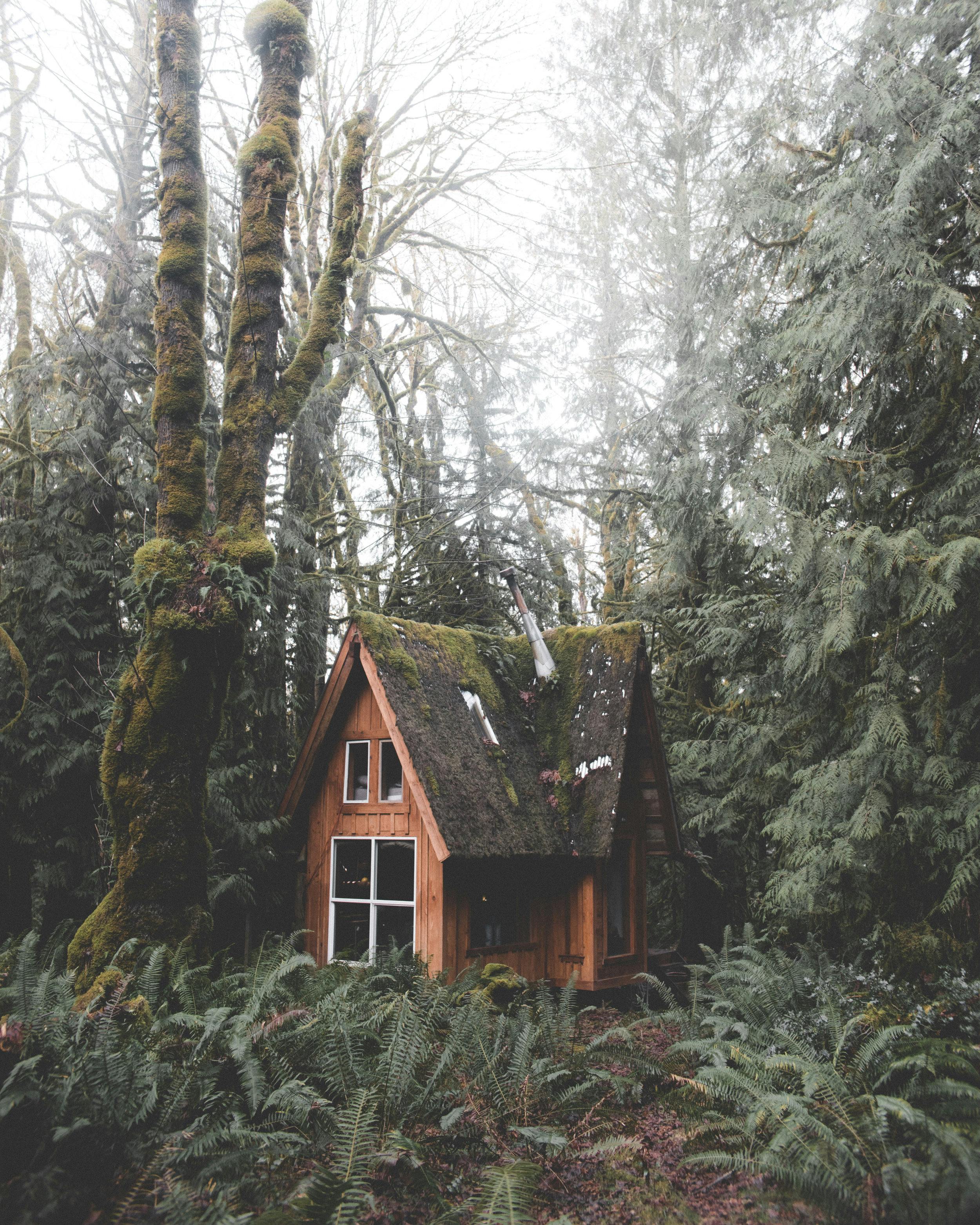 Wooden house in the forest. | Photo: Pexels