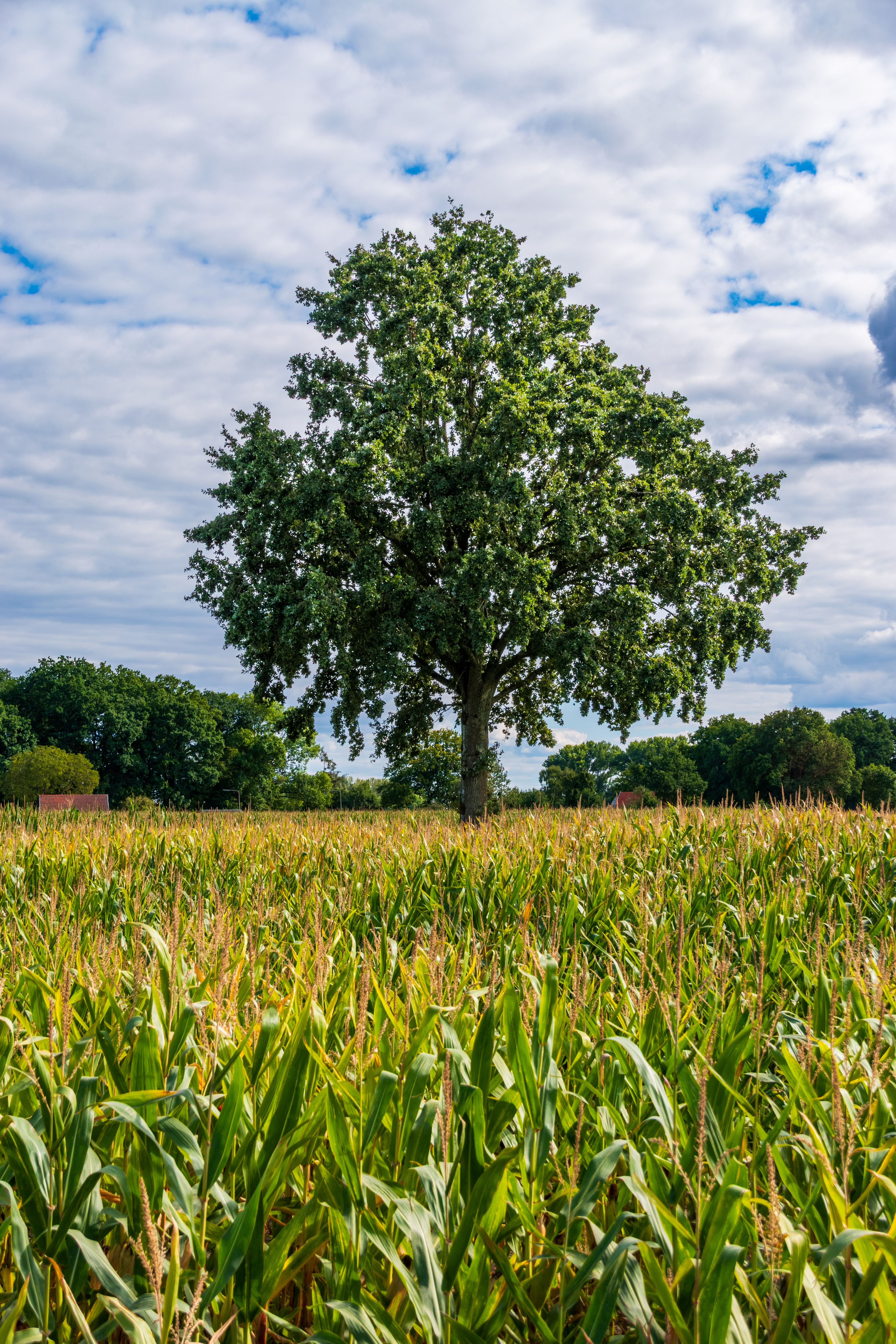 Lone Oak Tree in Verdant Cornfield Landscape · Free Stock Photo