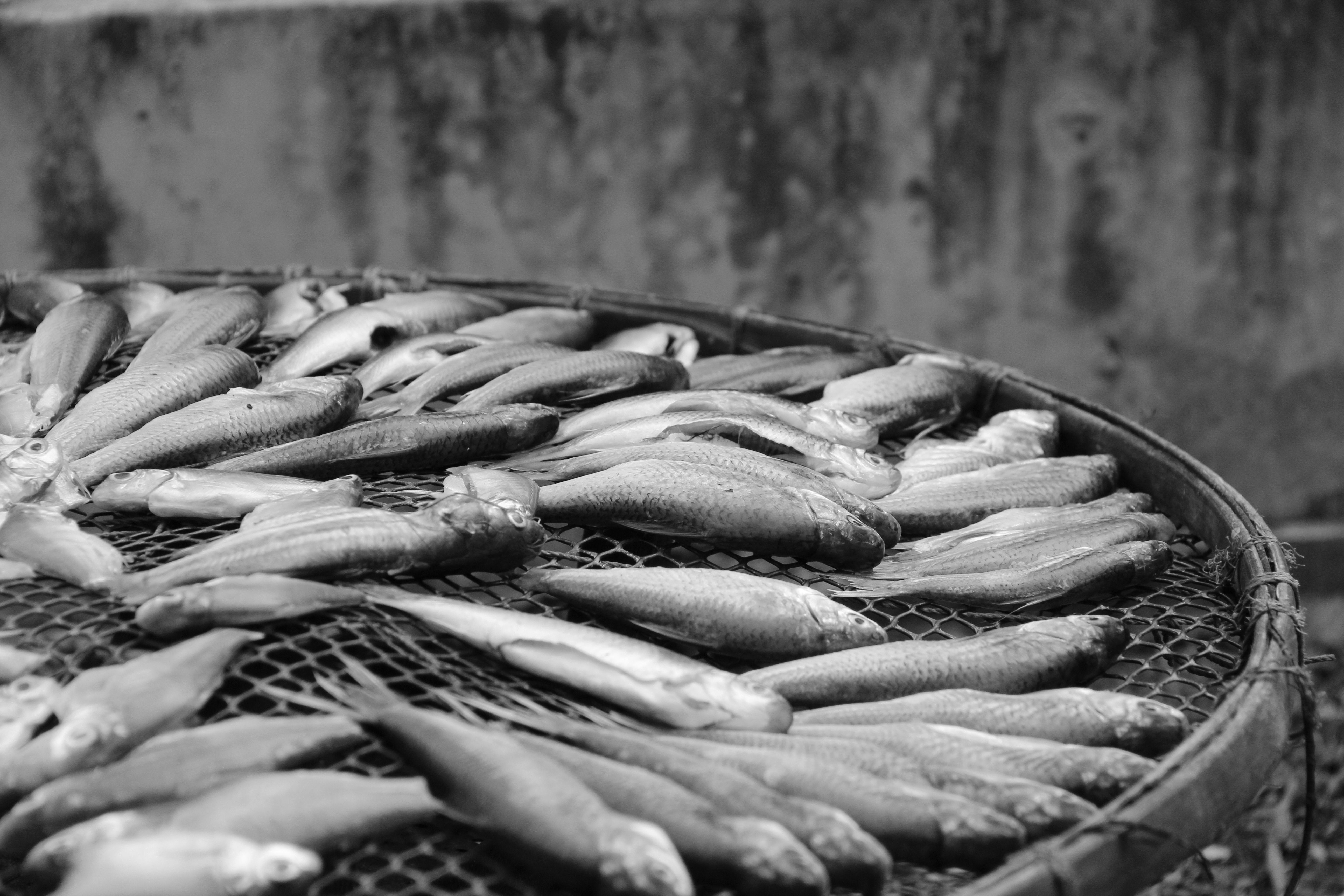 Freshly caught white fish at a sustainable seafood market