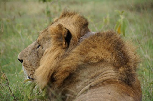 Free Lion Lying on Green Grass Stock Photo