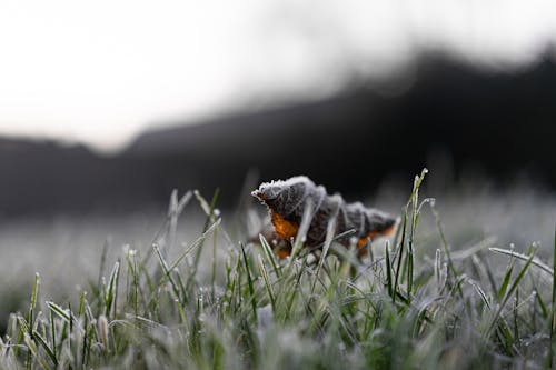 Kostenloses Stock Foto zu blatt, einfrieren, gras