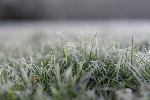 Free Green Grass With Dew Stock Photo