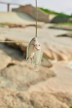 Two fish hanging from a hook on a blurred background, perfect for themes of fishing and nature.