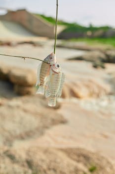 Two freshly caught fish hanging from a branch against a blurred natural background.