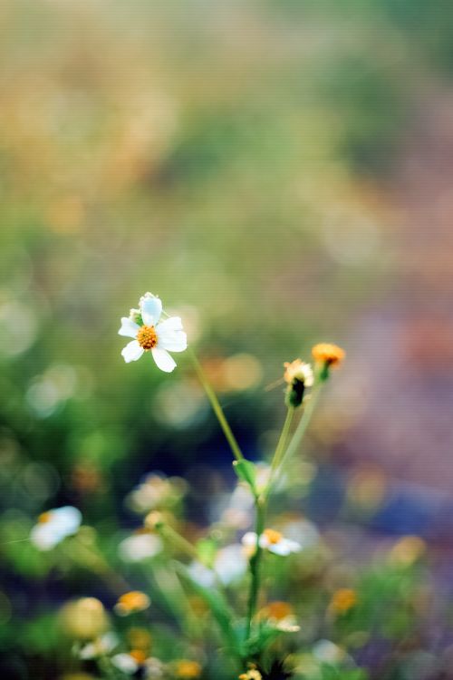 Free Beautiful wildflower highlighted against a blurred, sunlit meadow background, capturing nature's elegance. Stock Photo