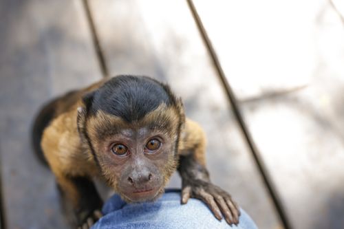 Free Adorable capuchin monkey gazing curiously on sunny day, ideal for wildlife themes. Stock Photo
