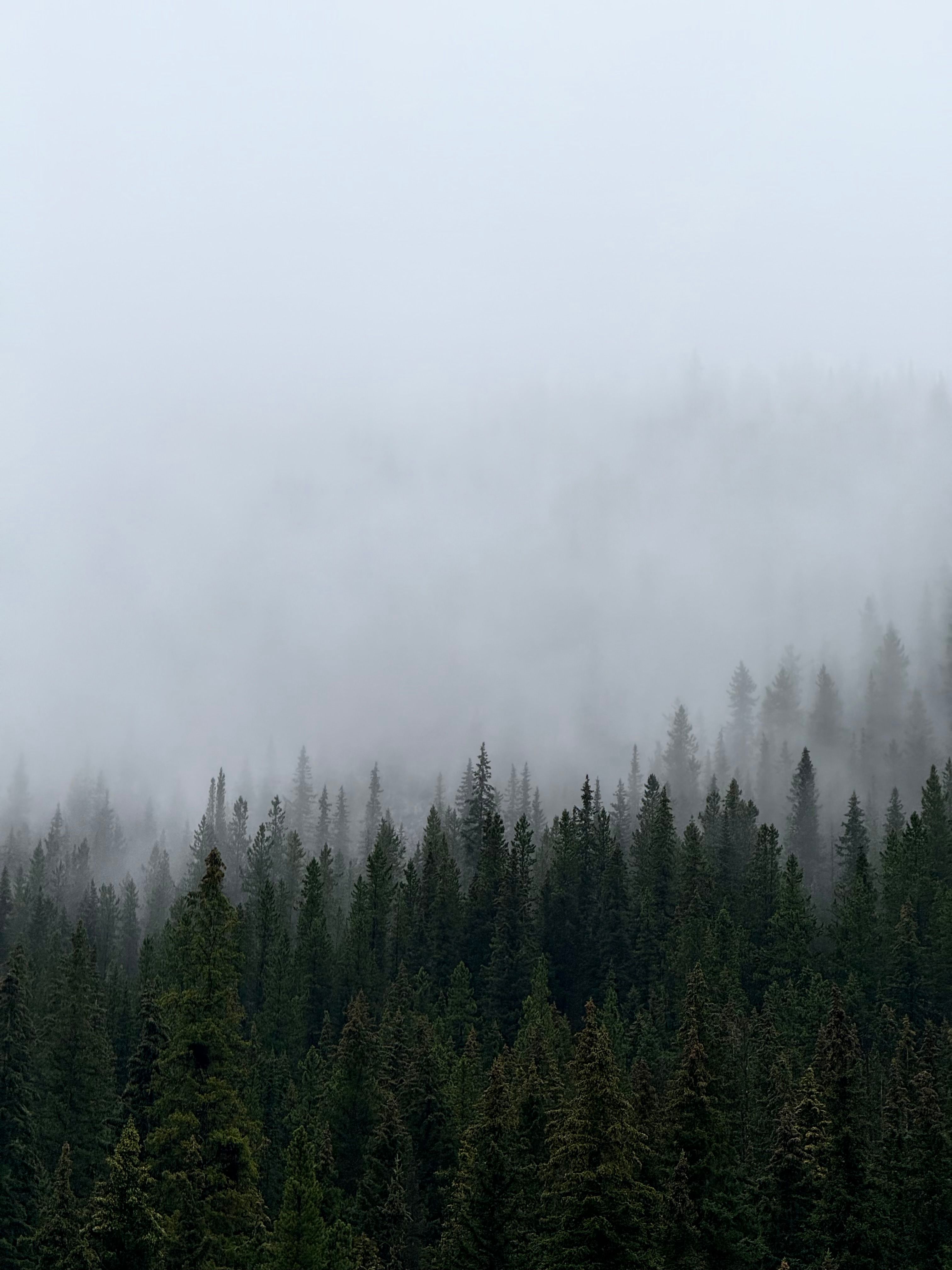 Misty Pine Forest in Canada · Free Stock Photo