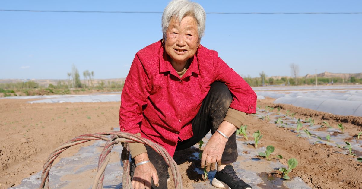 Quand planter les choux ?