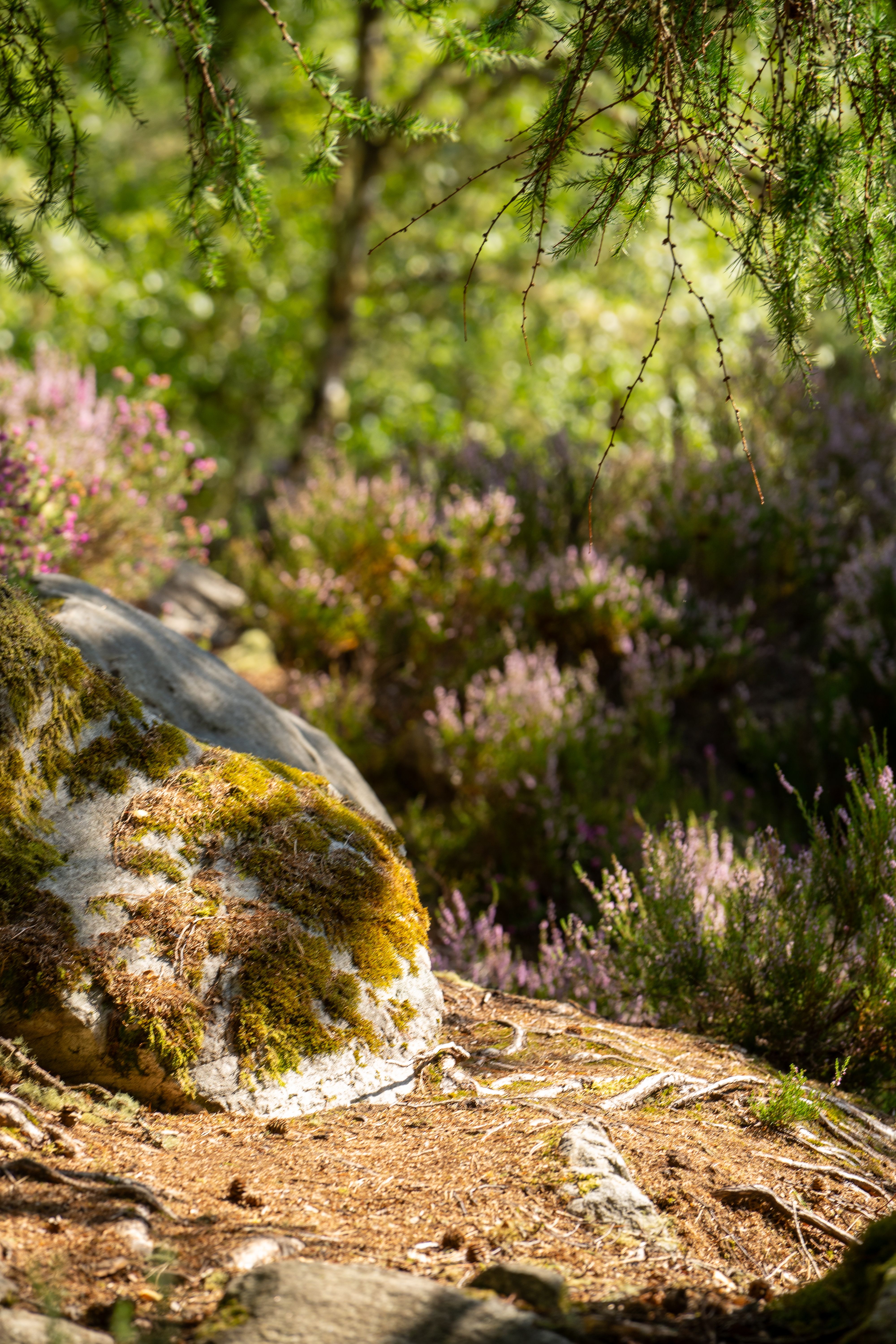 Beautiful sunlit scene of heather and moss-covered rocks in a serene Scottish forest setting.