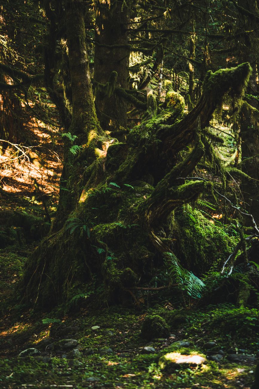 A serene view of moss-covered trees in a dense Scottish forest under dappled sunlight.. pexels, serene, view
