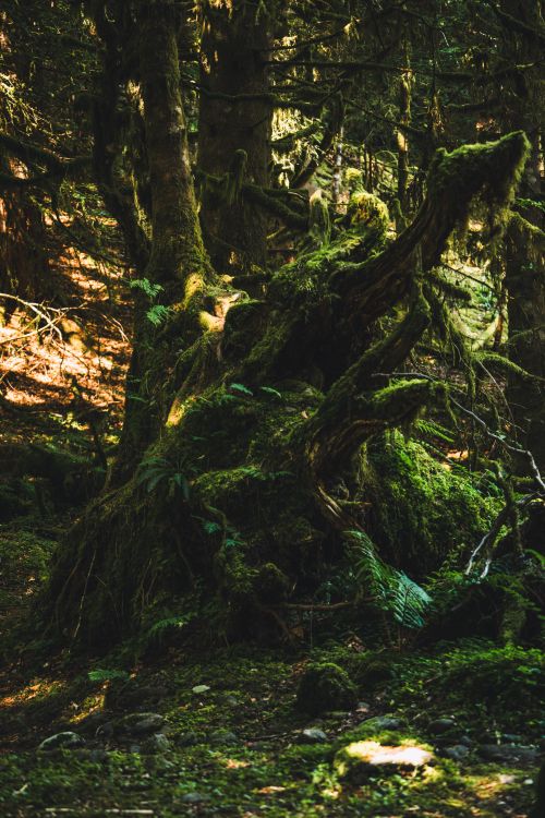 Free A serene view of moss-covered trees in a dense Scottish forest under dappled sunlight. Stock Photo