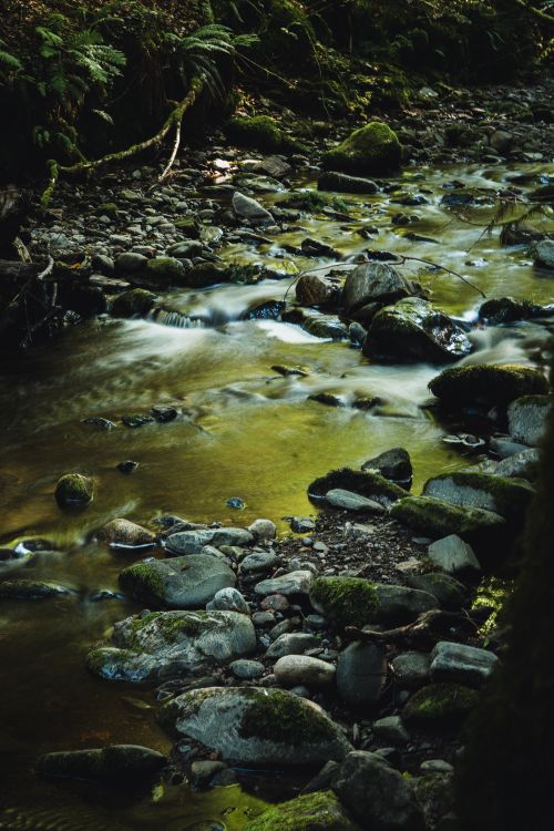Free Peaceful stream with mossy rocks flowing through a lush Scottish forest. Stock Photo