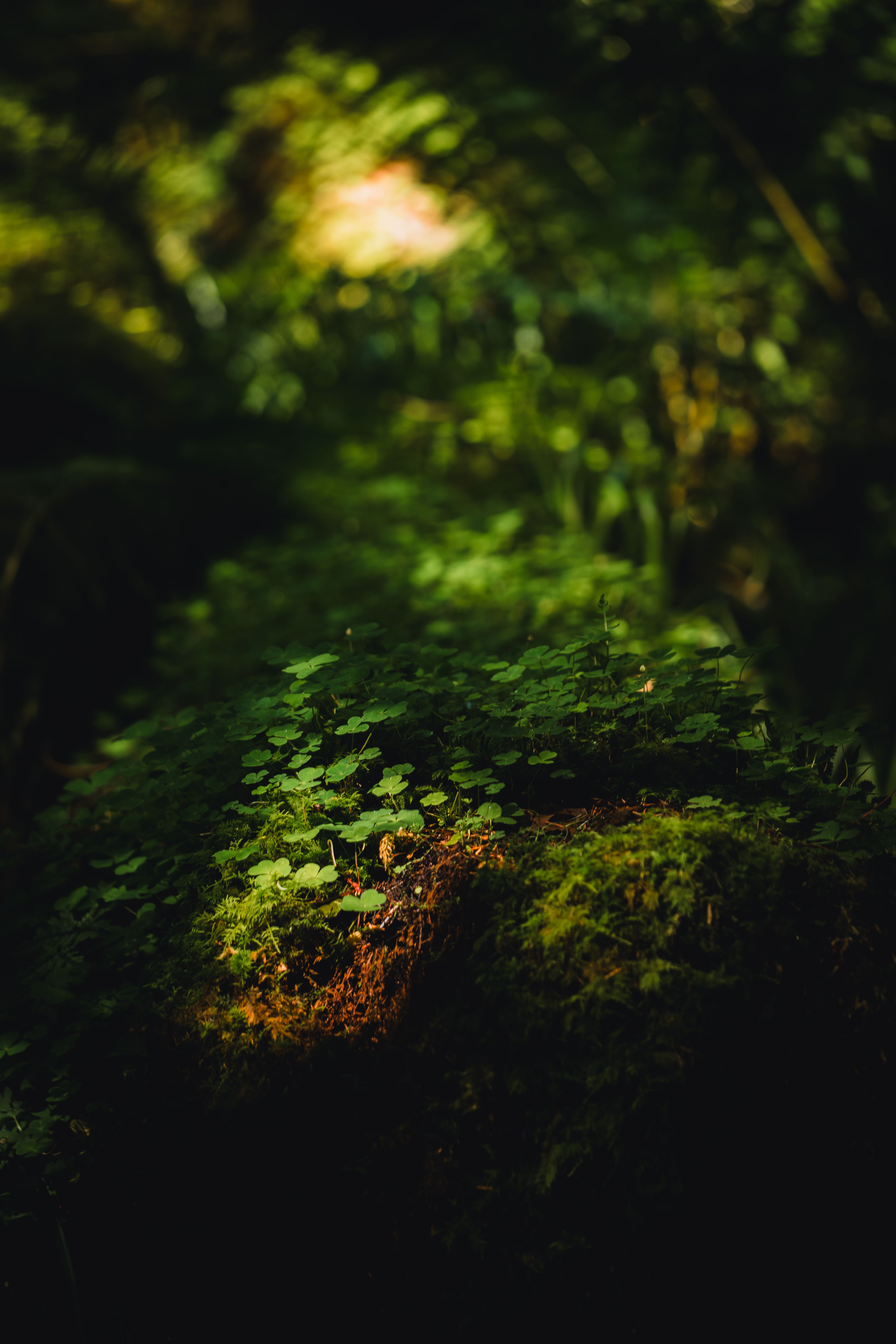 Sun-dappled forest floor covered with lush moss and clover in a Scottish woodland.