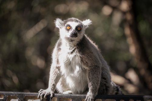 Free A ring-tailed lemur perched outdoors, showcasing its striking eyes and forest habitat. Stock Photo
