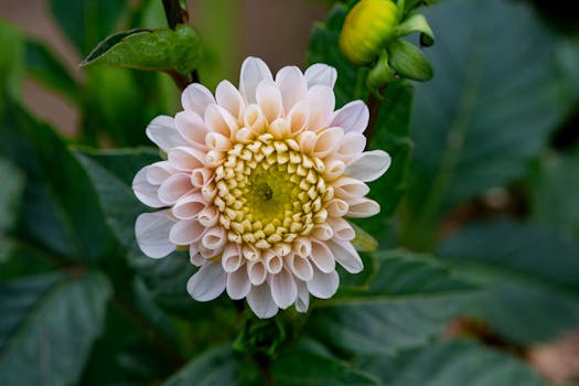 Detailed close-up of a blooming dahlia flower with soft white petals and lush green leaves.