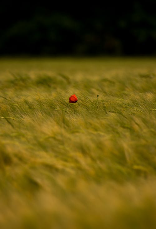 Green Grass with Red Flower