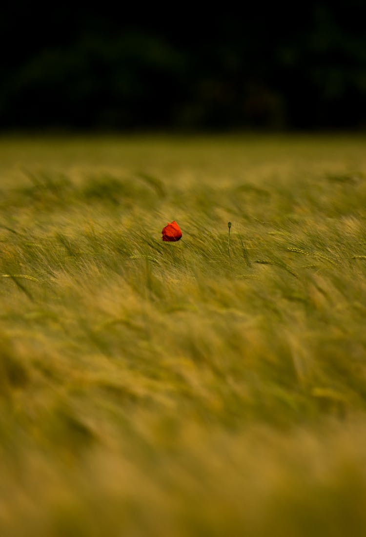 Green Grass With Red Flower