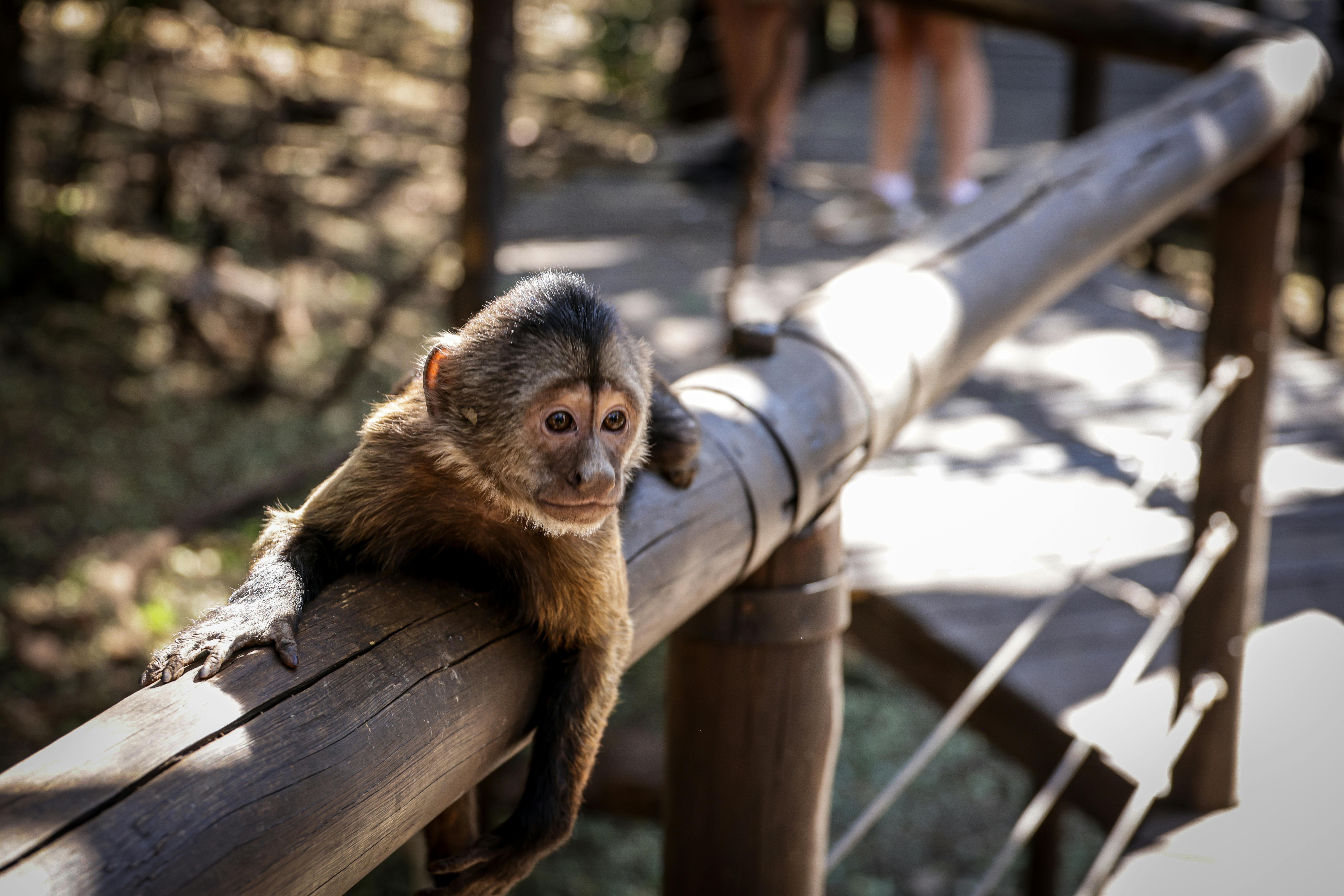 Tafi Atome Monkey Sanctuary forest path