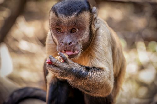 Free Close-up of a Capuchin monkey eating, showcasing its expressive face in a natural setting. Stock Photo