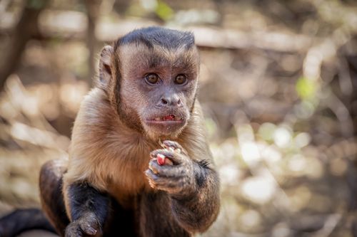 Free Adorable capuchin monkey eating in its natural habitat, showing detailed fur texture. Stock Photo
