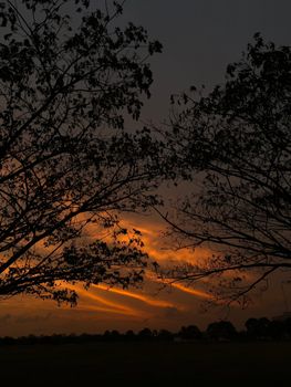 Silhouette of trees against a vibrant orange sunset sky, creating a dramatic scene.