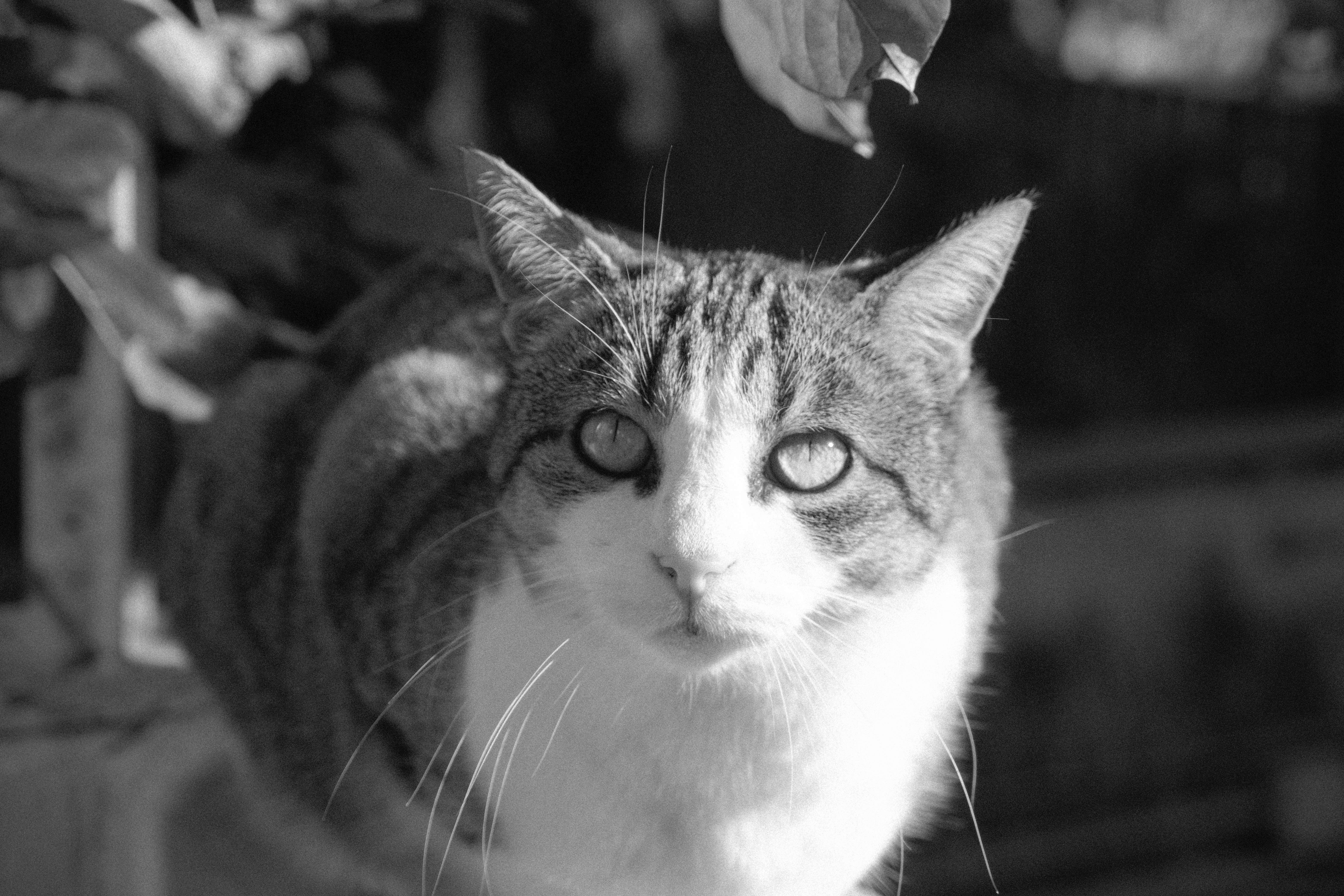 Portrait of a cat at a veterinary clinic