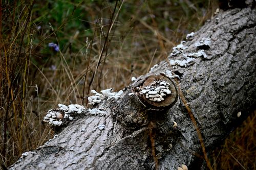 Free Detailed view of white fungi growing on a fallen tree trunk in natural forest setting. Stock Photo