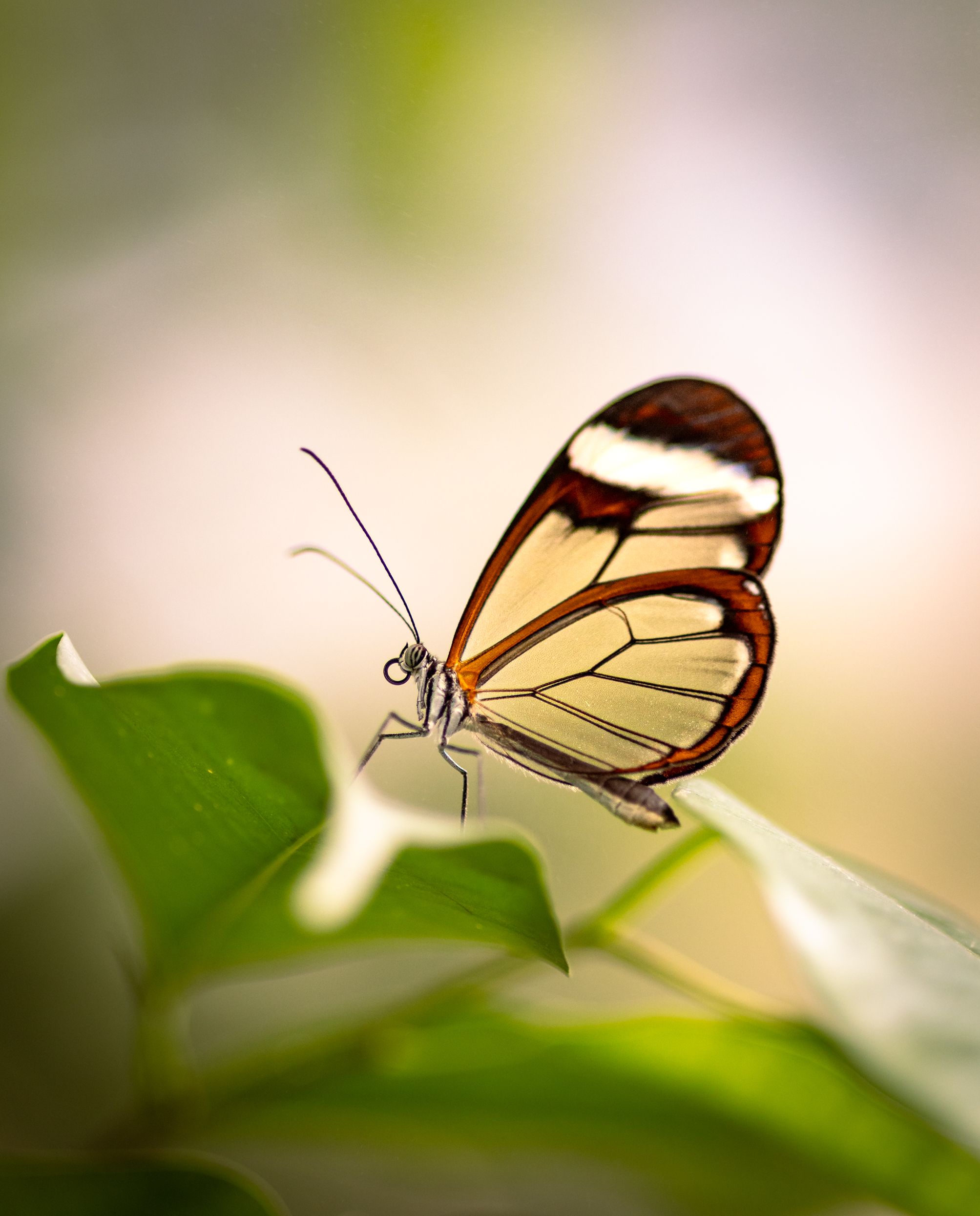 Fotomural Fotolia