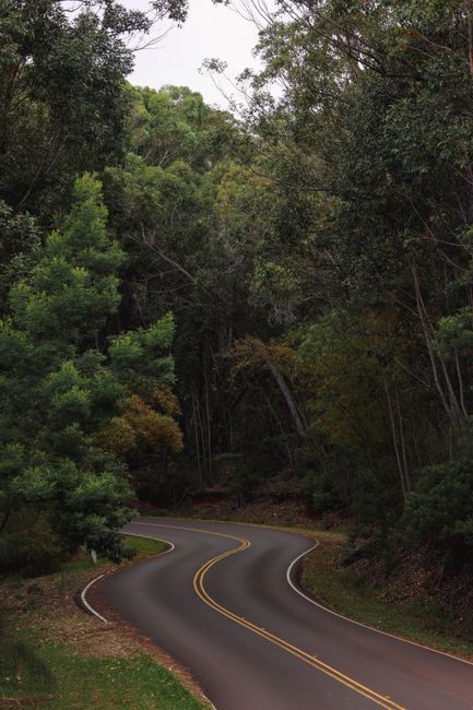 Photo by Vasilis Karkalas Scenic winding road surrounded by dense forest foliage, captured in Kauai, Hawaii.