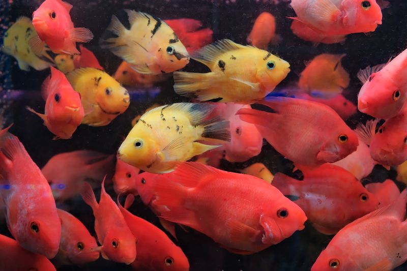 Vibrant cichlid fish in yellow and red swim gracefully in a lively aquarium.
