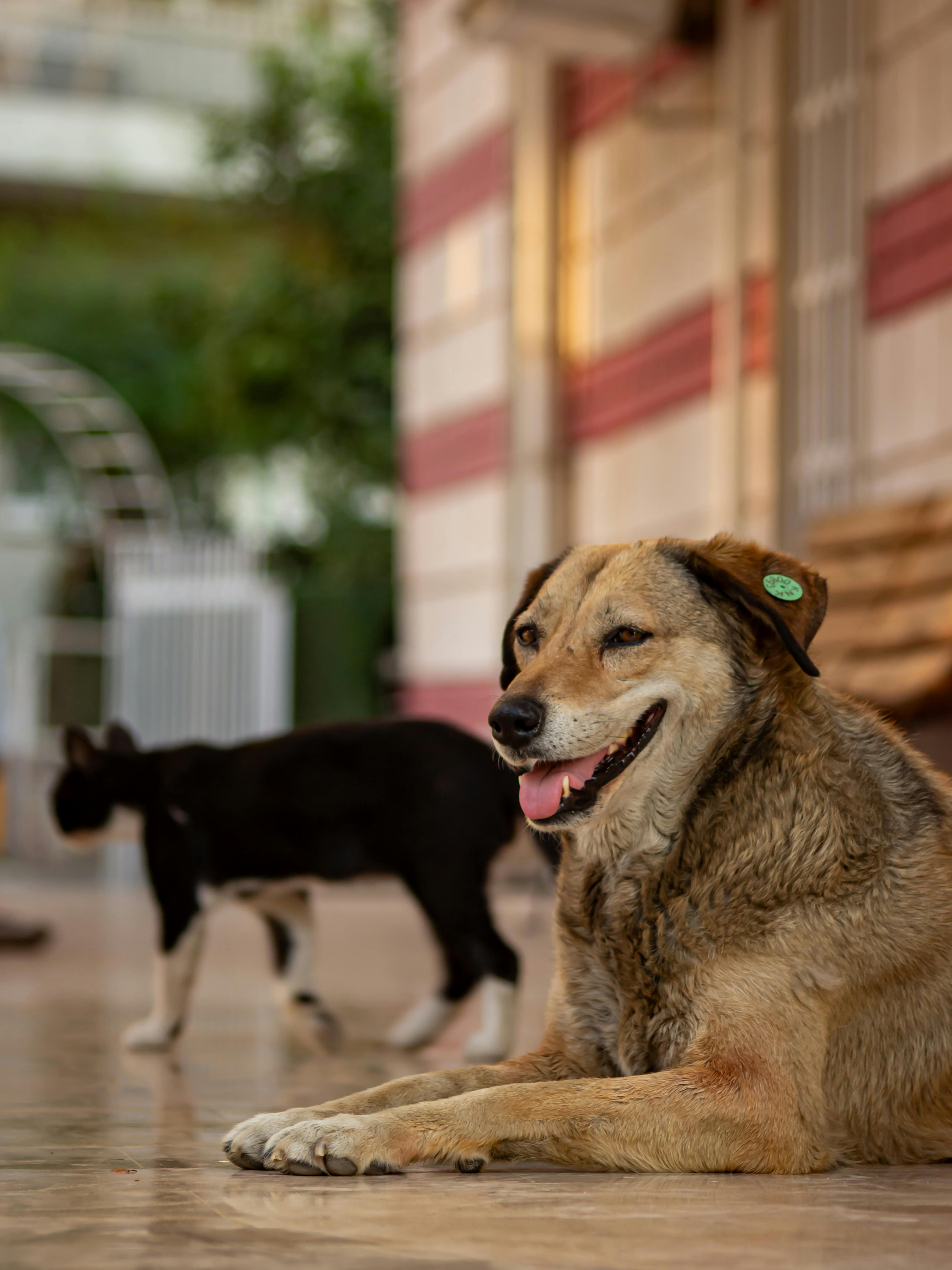 A stray dog and cat peacefully resting in an urban environment in İzmir, Türkiye.