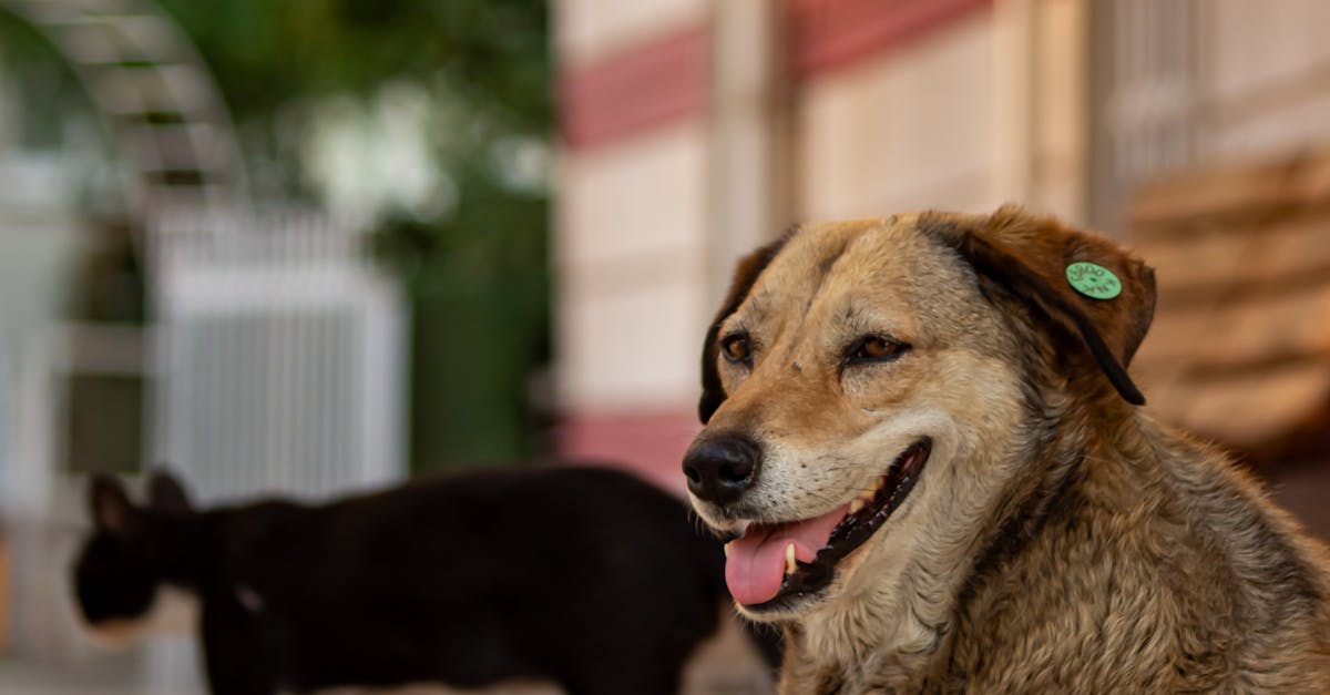 A stray dog and cat peacefully resting in an urban environment in İzmir, Türkiye.