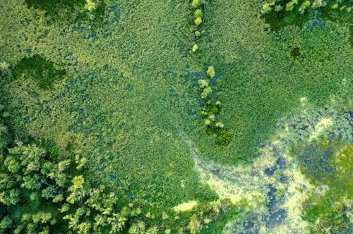 Free Beautiful aerial shot of a vibrant wetland in Nelson, Wisconsin, showcasing diverse vegetation. Stock Photo