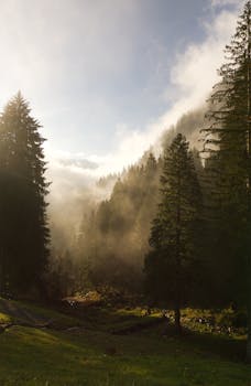 A serene, misty morning in the forested mountains of Glarus Süd, Switzerland.