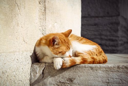Free A ginger cat peacefully sleeping on a stone ledge under warm sunlight. Ideal for serene moments. Stock Photo