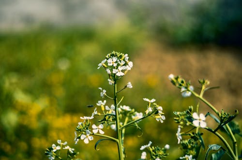 Foto profissional grátis de ecológico, flor, flores