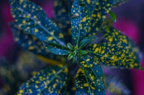 Foto profissional grátis de amarelo dourado, ambiente, combinação