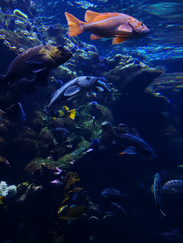 A colorful display of marine life with diverse fishes and corals at the São Francisco Aquarium.