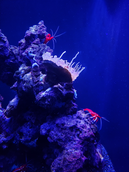 Stunning display of marine diversity with vibrant corals and shrimp in an aquarium setting.